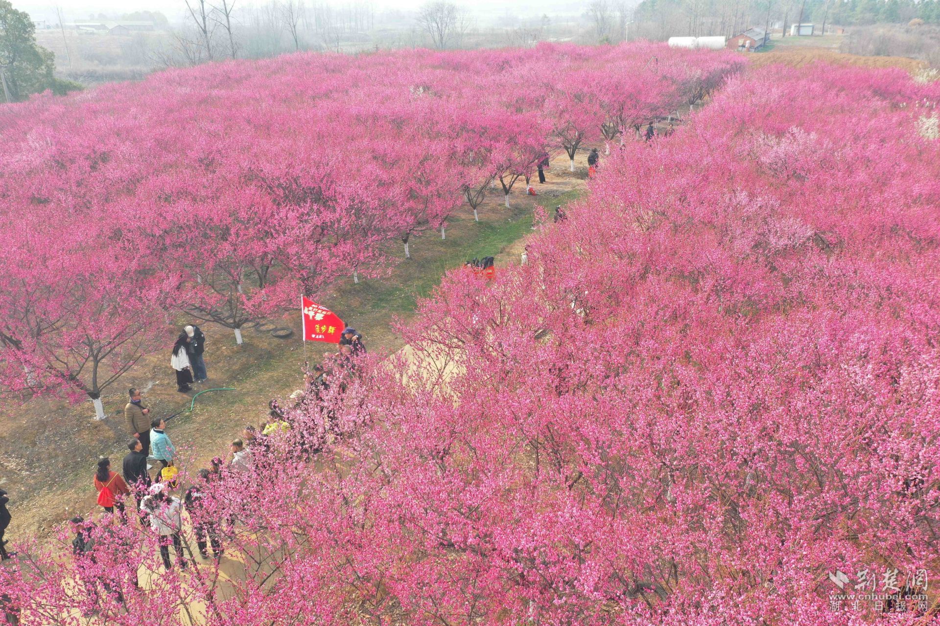 红梅绽韵引客至，非遗添香醉应城