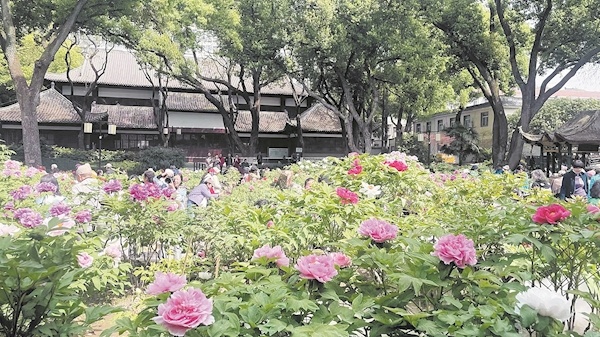 赏花请到汉阳公园牡丹园 500株牡丹正竞相绽放